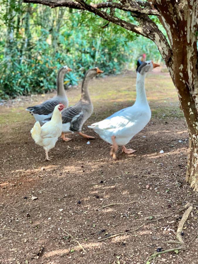 Ibiúna Casa De Campo Lazer Completo Paraiso De Reservas Naturais Em Sp מראה חיצוני תמונה